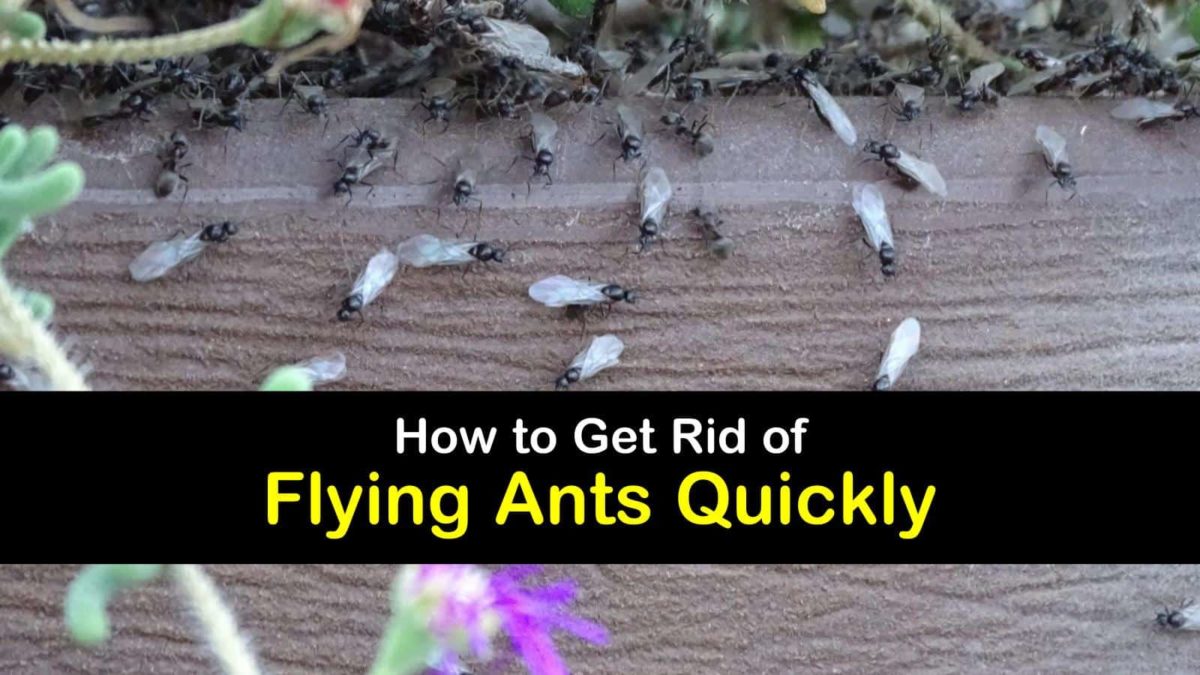 Amazing Ways To Get Rid Of Flying Ants Quickly