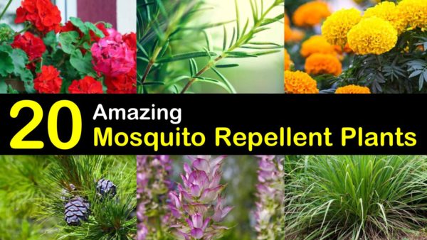 Keeping Mosquitoes Away - 20 Mosquito Repellent Plants