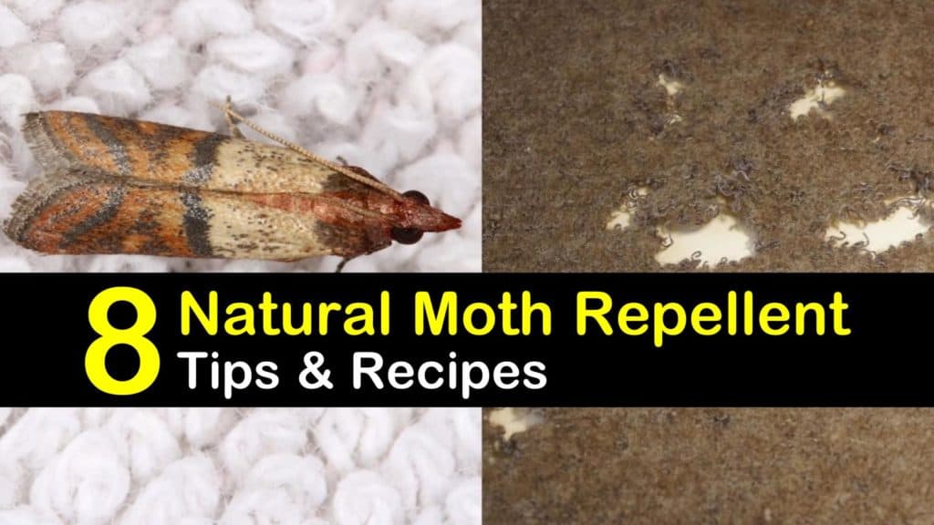 Keeping Moths Away - 8 Natural Moth Repellent Tips and Recipes