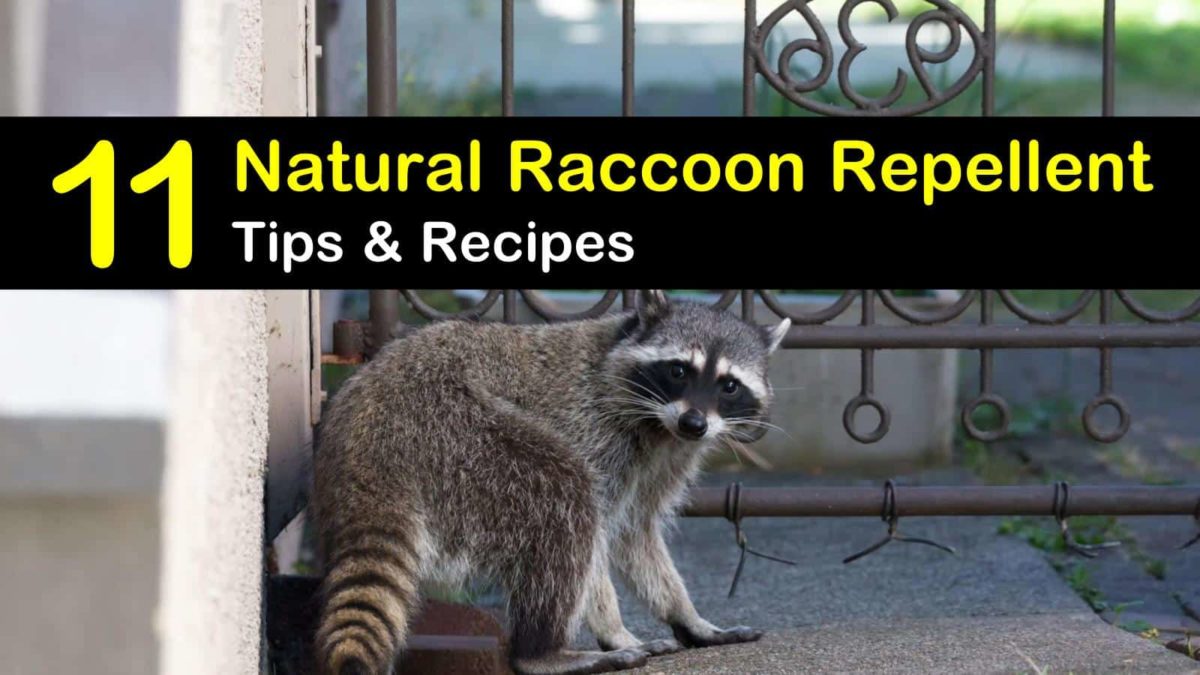 racoon repellent sound