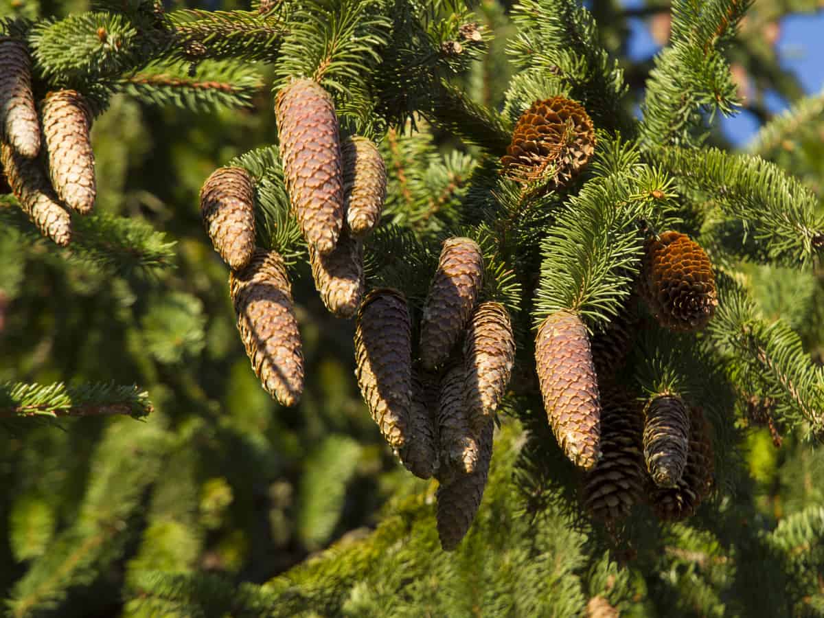 What is the fastest-growing spruce tree? - Rankiing Wiki : Facts, Films ...