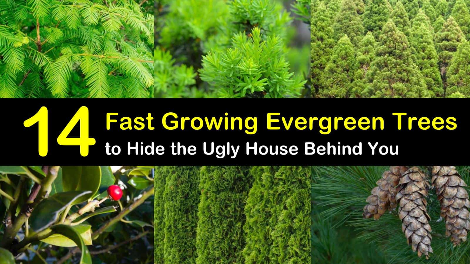 13 Fast Growing Evergreen Trees to Hide the Ugly House Behind You