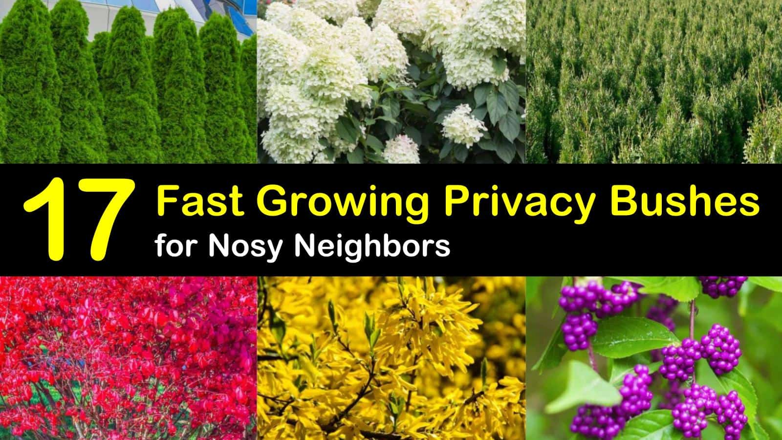 Fast Growing Shrubs For Privacy