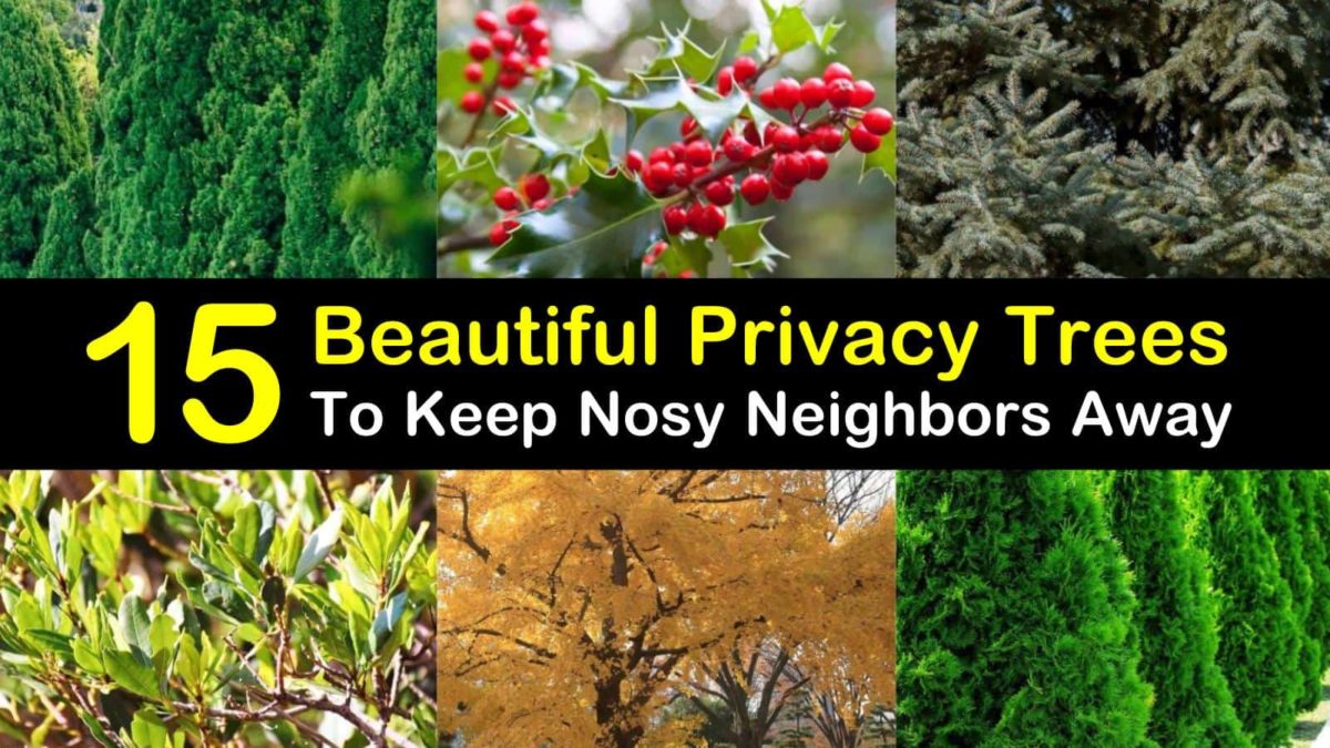 15 Beautiful Privacy Trees To Keep Nosy Neighbors Away