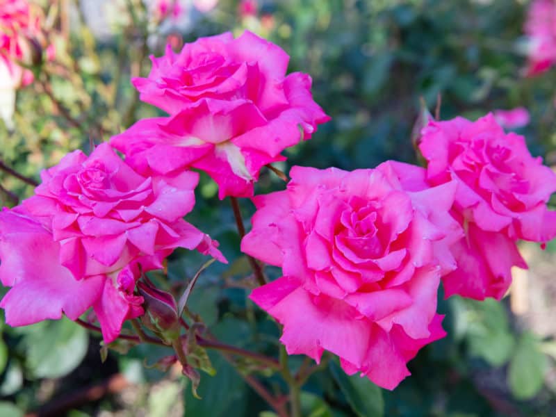 17 Amazing Rose Bushes to Spruce Up Your Garden
