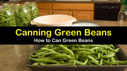 The #1 Way to Can Green Beans
