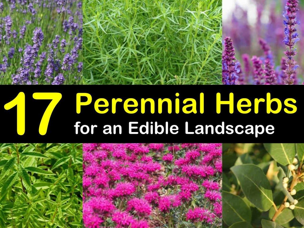 14 Perennial Herbs to Add to the Garden to Create an Edible Landscape