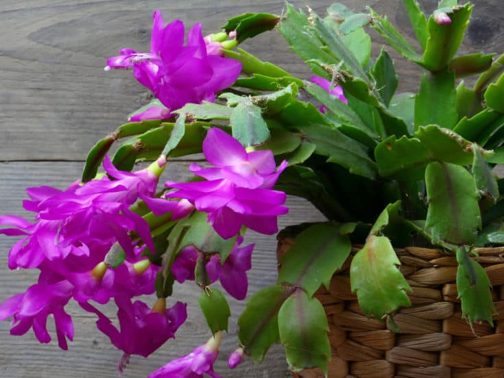 17 Amazingly Beautiful Indoor Flowering Plants