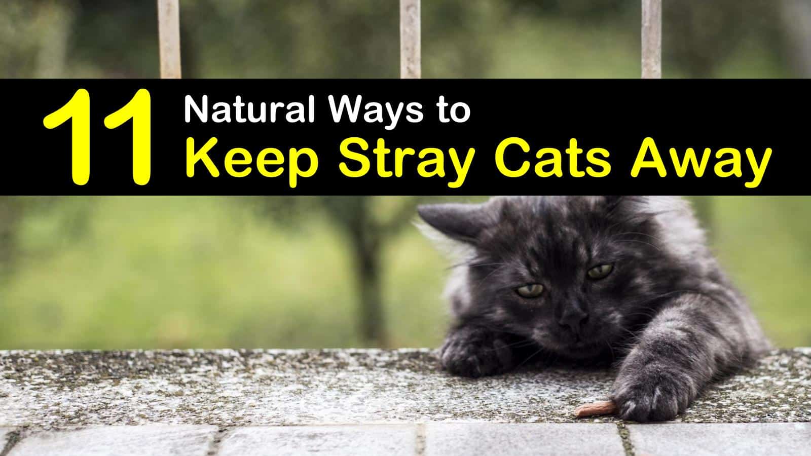 11 Natural Ways to Keep Stray Cats Away