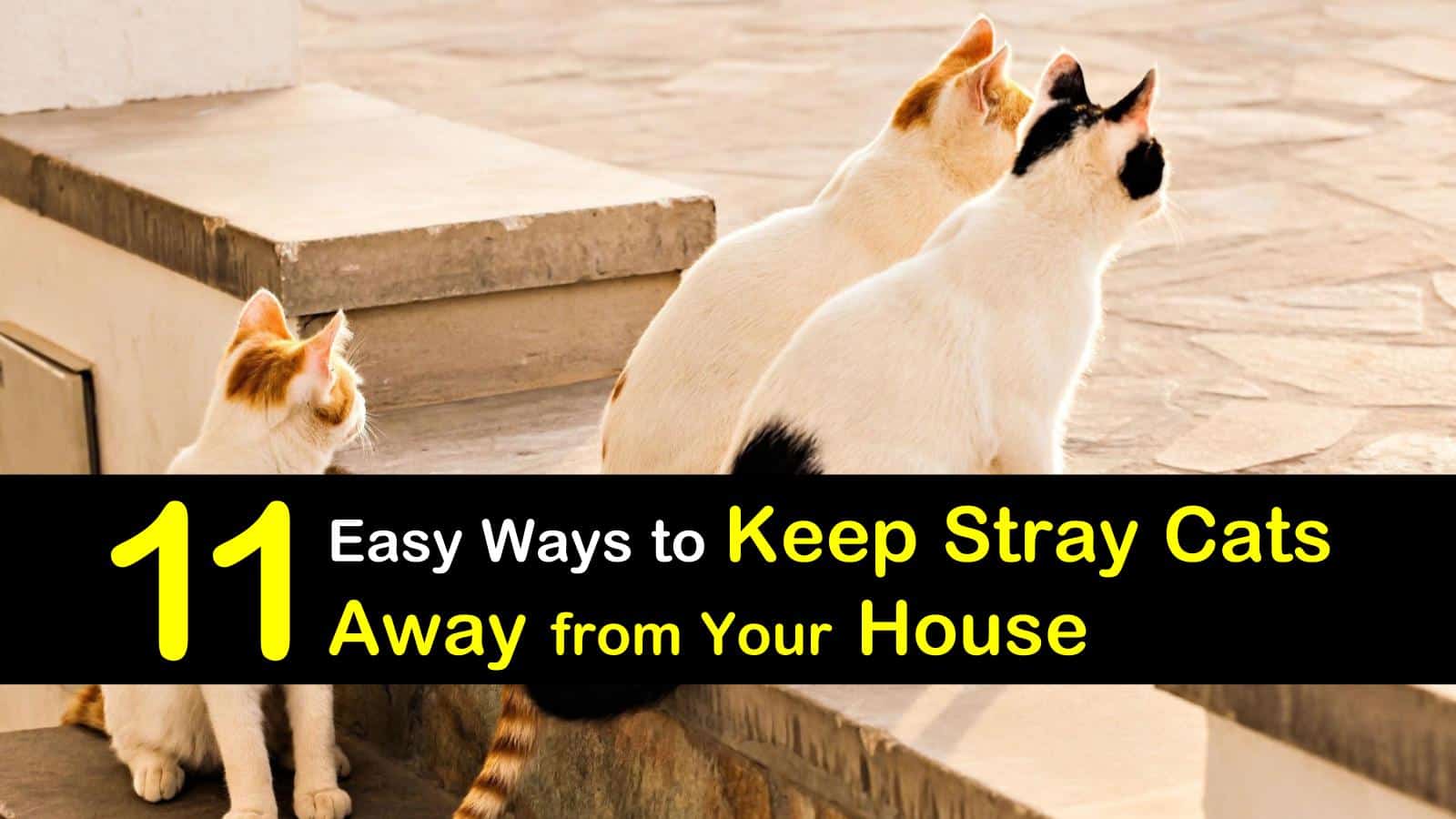 deterring stray cats