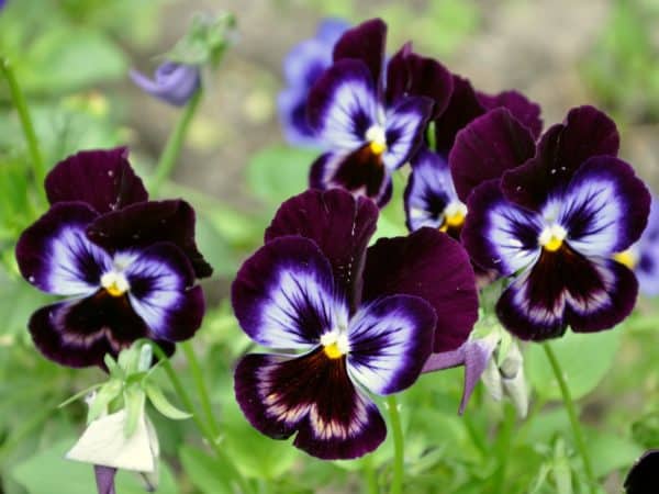 Easy Flowers to Grow – Low Maintenance Flowers for Beginners