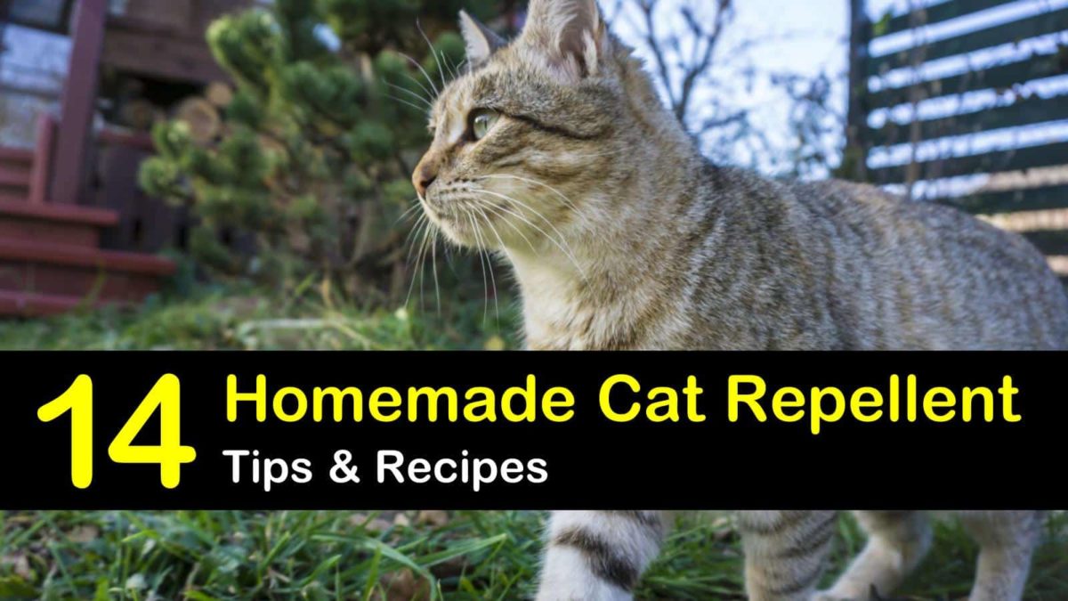 Homemade spray to keep cats from eating plants Idea