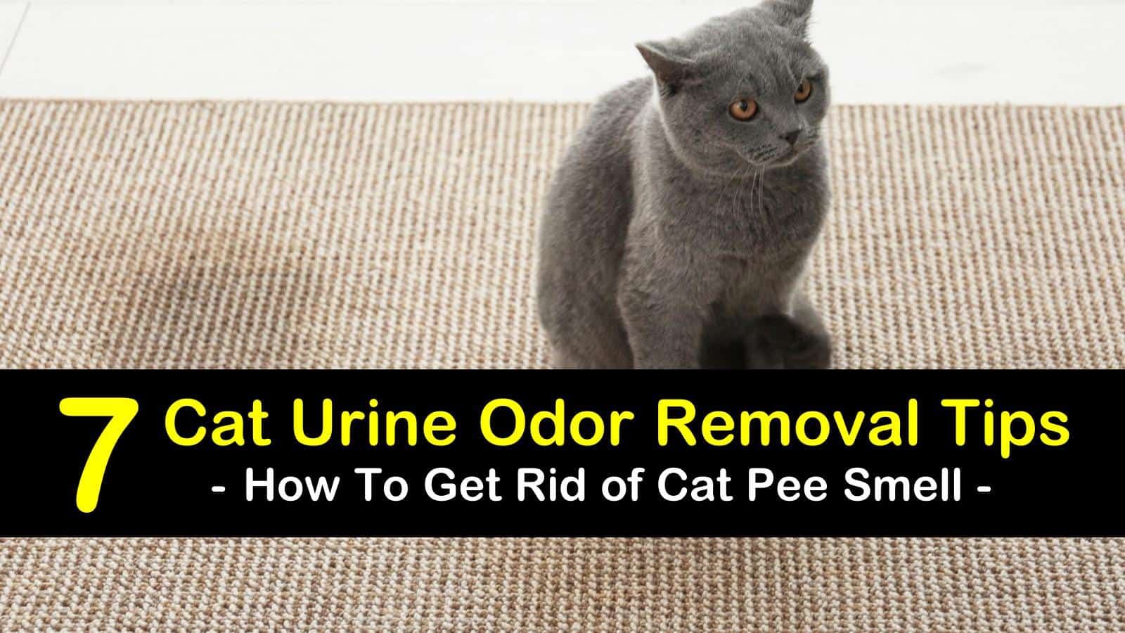 best way to get rid of the smell of cat pee