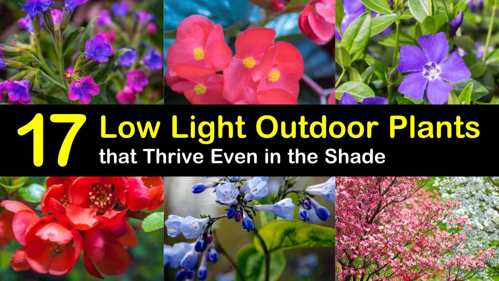 17 Low Light Outdoor Plants Thrive in the Shade