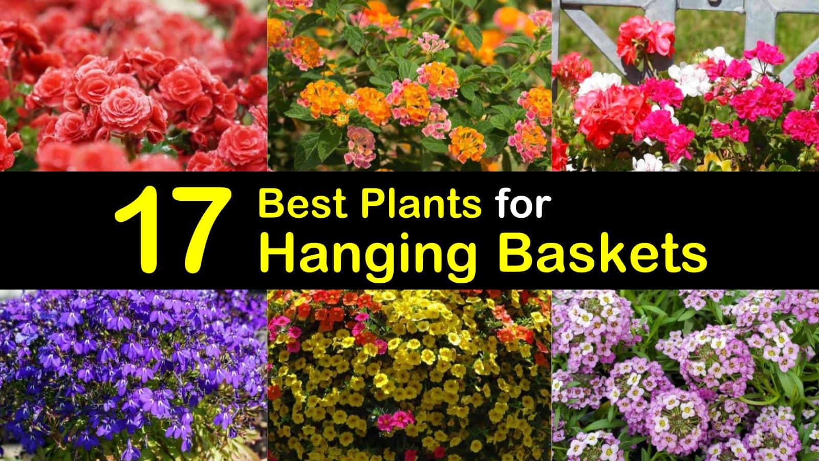 Best Plants For Hanging Baskets T1 