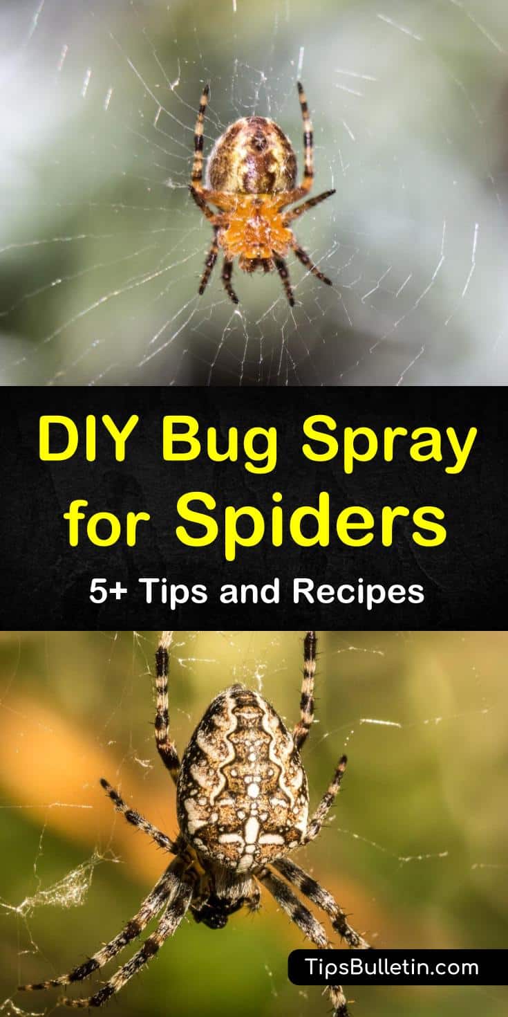 5+ Homemade Bug Sprays for Spiders