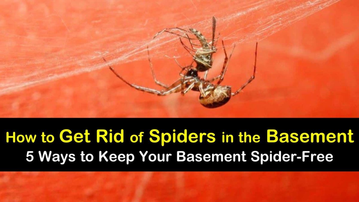 5 Simple Ways to Get Rid of Spiders in the Basement