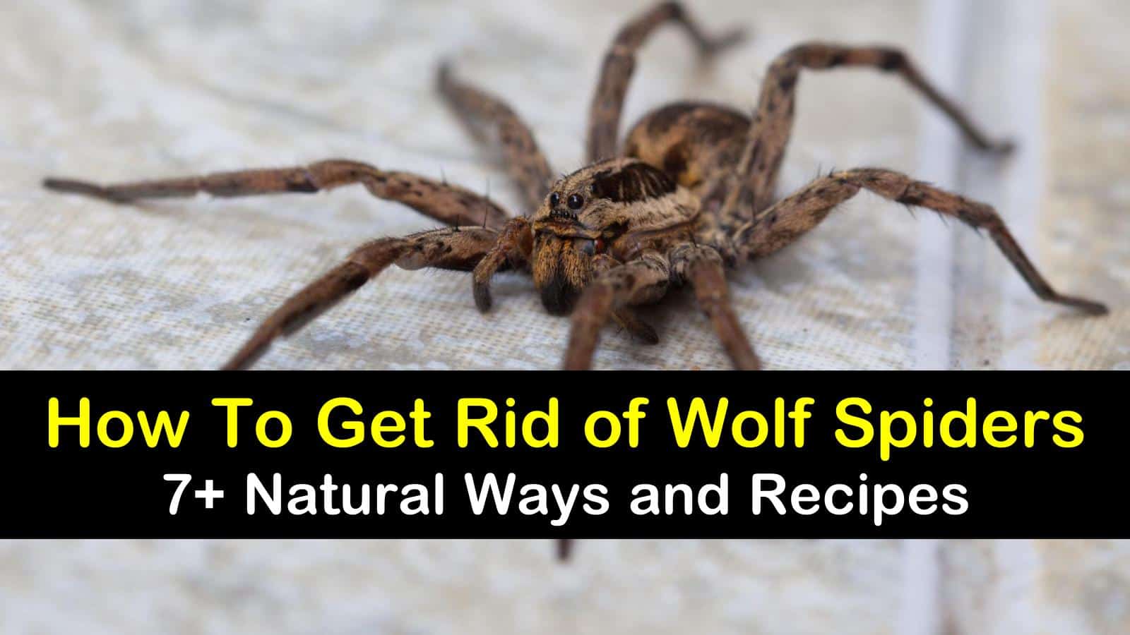 Get Our #1 Best Wolf Spider Control
