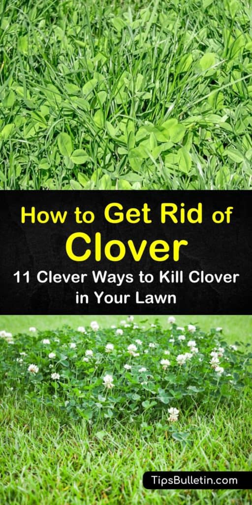 11 Clever Ways to Get Rid of Clover in Your Lawn