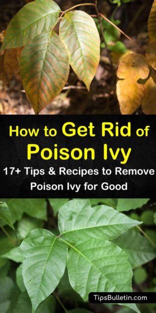 How to Get Rid of Poison Ivy - 17+ Tips and Recipes to Remove Poison