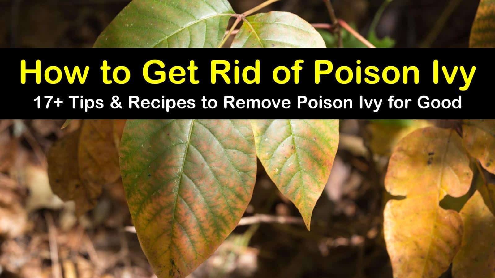 how to get rid of poison ivy plants with bleach - Smith Fescithavers