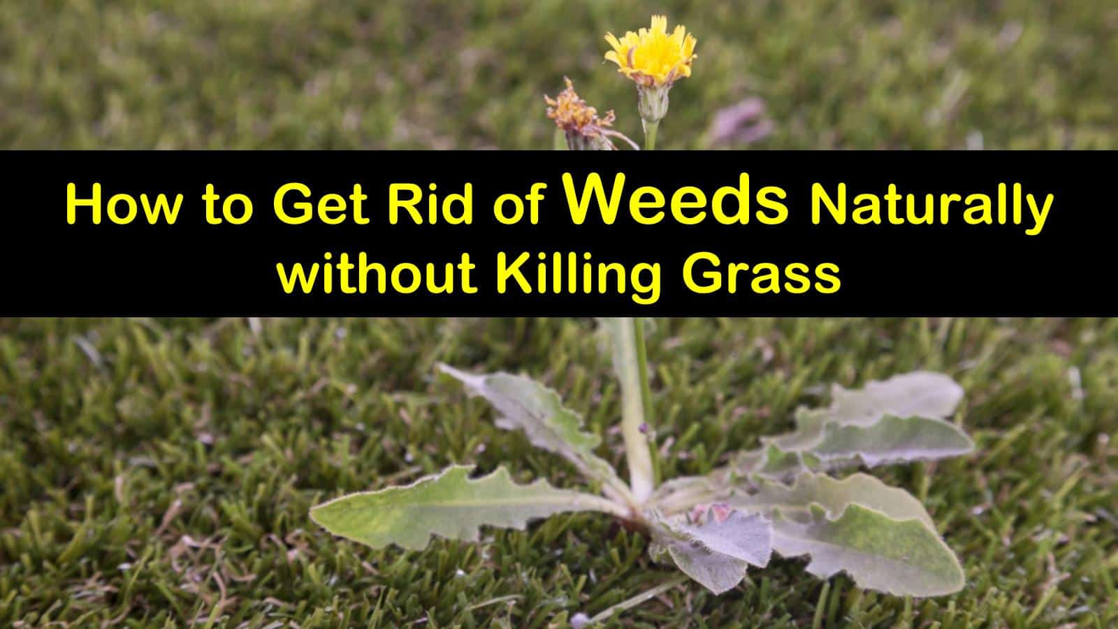 Garden Weeds And How To Get Rid Of Them Garden Likes