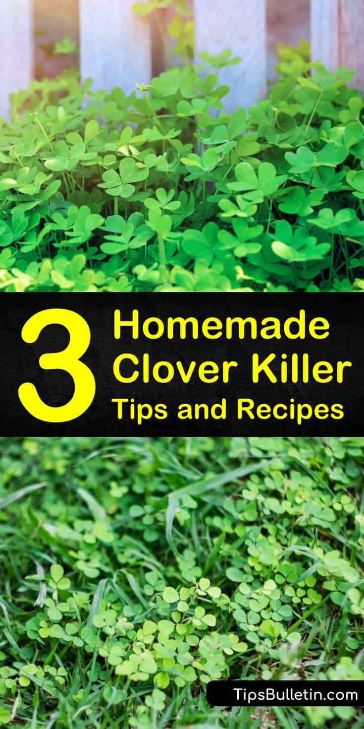 3 Homemade Clover Killer Tips and Recipes