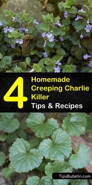 4 Homemade Creeping Charlie Killer Tips and Recipes