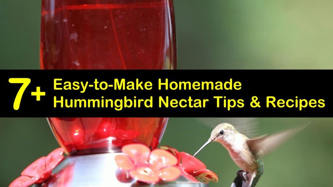 homemade hummingbird nectar recipe organic sugar