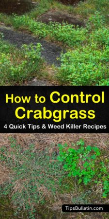 4 Quick Tips to Control Crabgrass