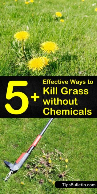 5+ Effective Ways to Kill Grass without Chemicals
