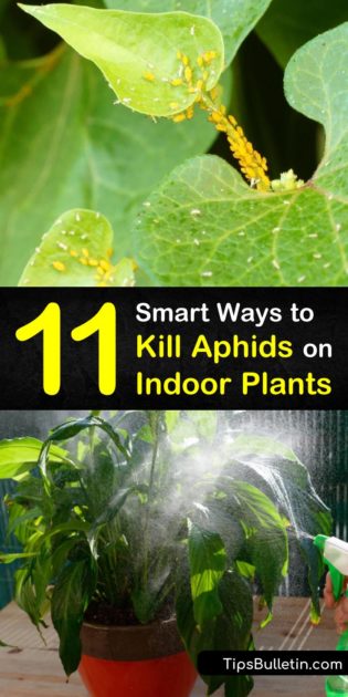 11 Smart Ways to Kill Aphids on Indoor Plants