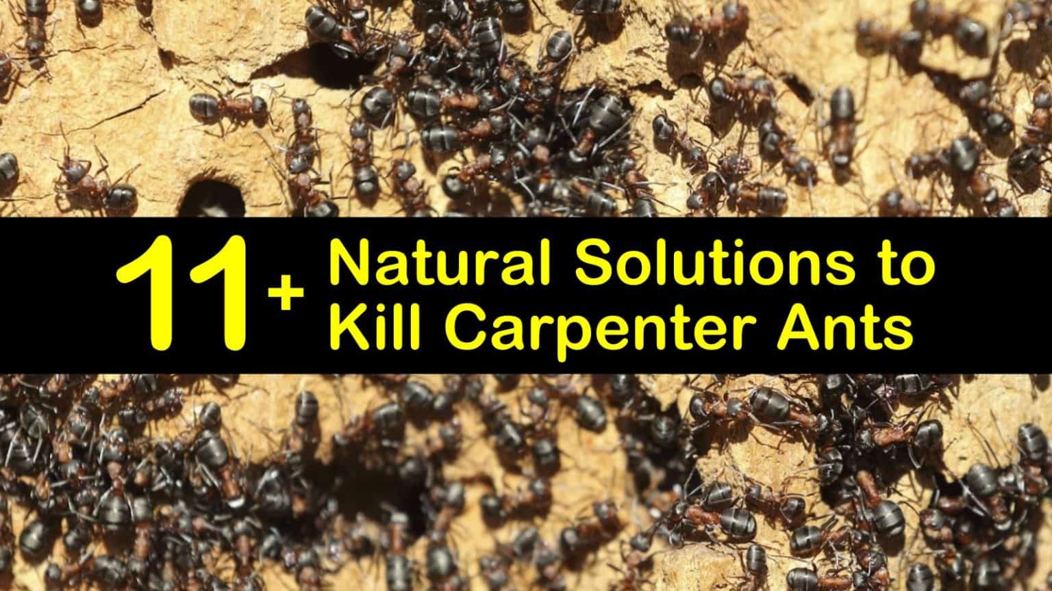 How To Kill Carpenter Ants T1 1536x864 
