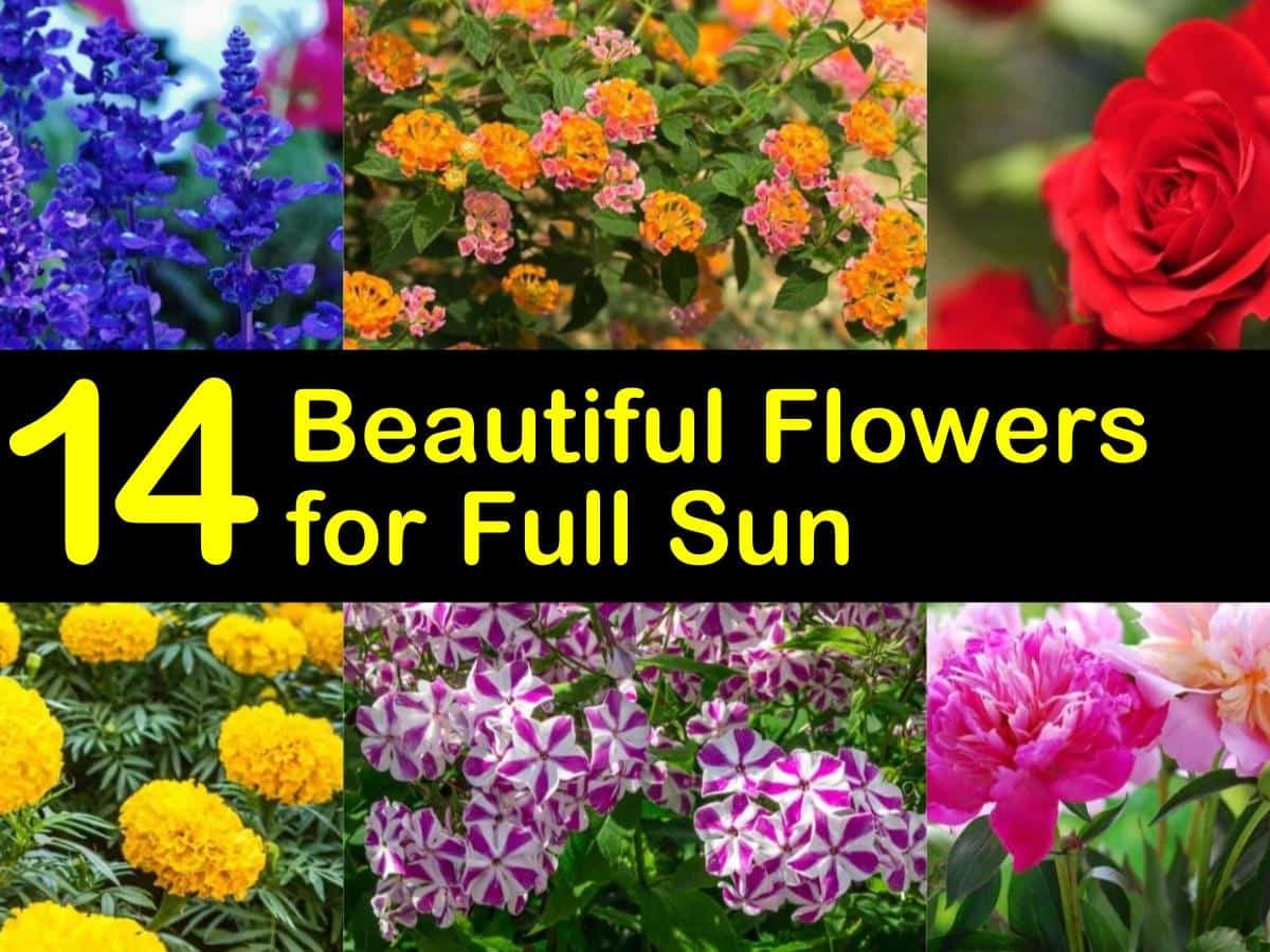 The Best Flowers for Pots in Full Sun