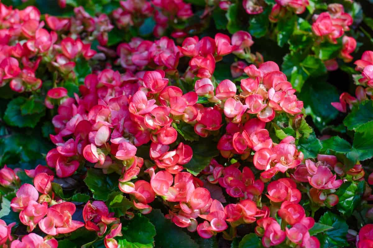 put begonias in the shade for the best blooms