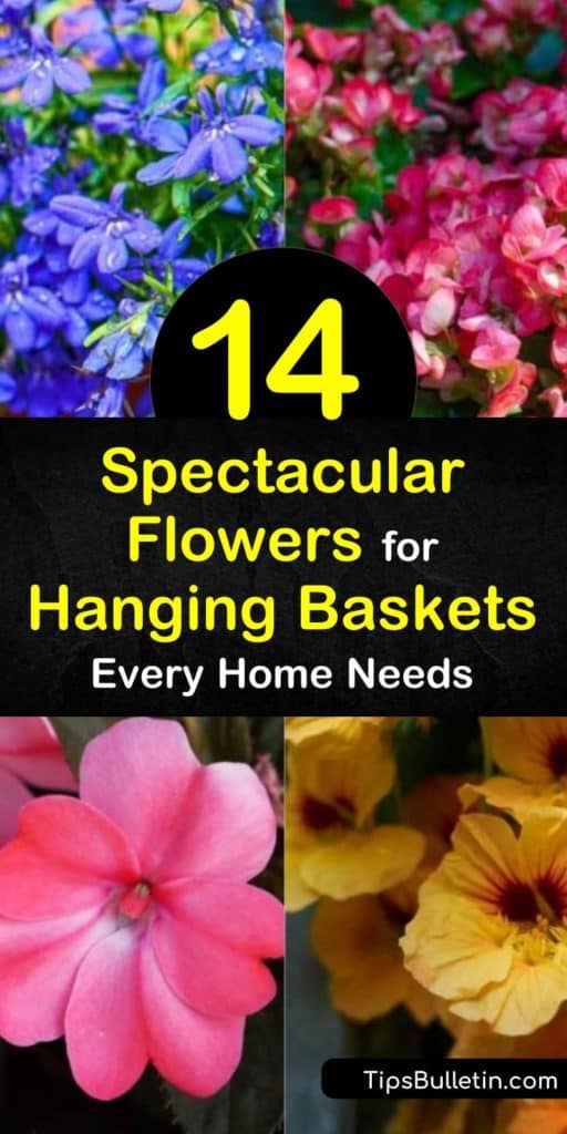 Discover the best flowers for hanging baskets, such as Sweet Alyssum, Lobelia, or Impatiens. Learn how to take care of your hanging plants, like watering your geraniums or calibrachoa. Try any of these amazing vine plants and flowers inside your home or porches. #best #flowers #hanging #baskets