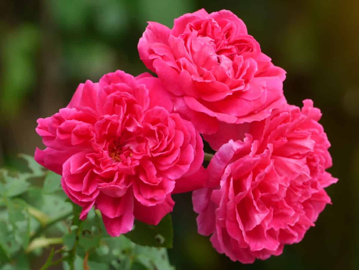 14 Easy to Grow Rose Bushes for Spring and Summer Blooms