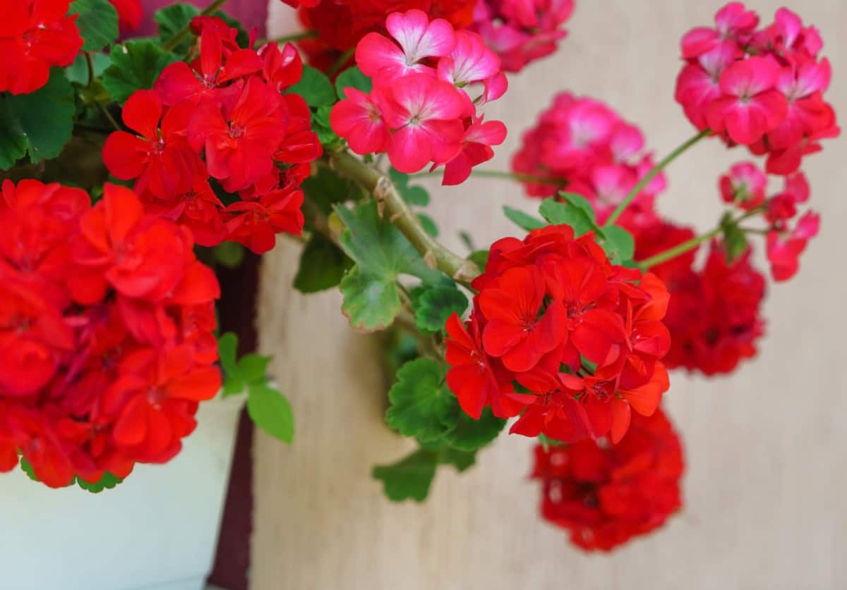 geraniums provide year-long beauty in hanging baskets