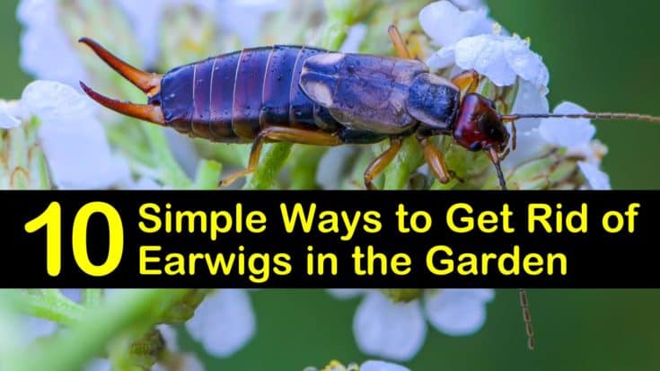 10 Simple Ways to Get Rid of Earwigs in the Garden