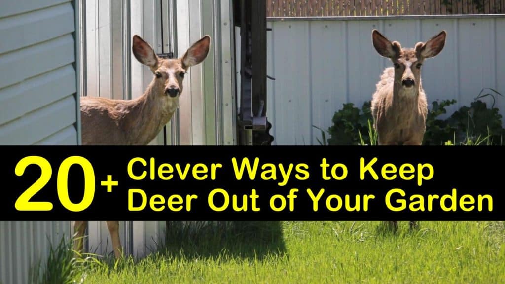 do dogs keep deer away