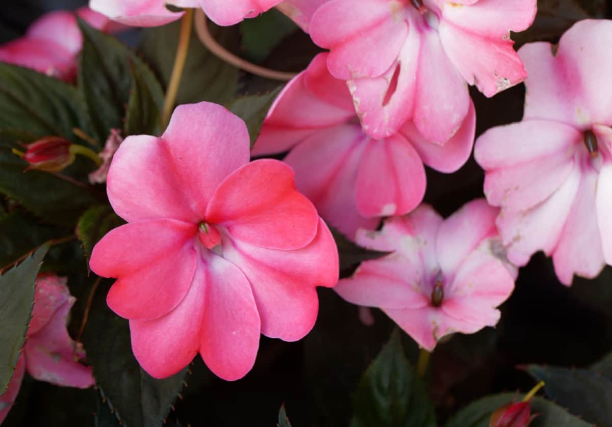 impatiens is the perfect plant for a hanging basket