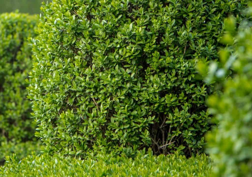 Minimalist Shrubs Used For Privacy with Best Design