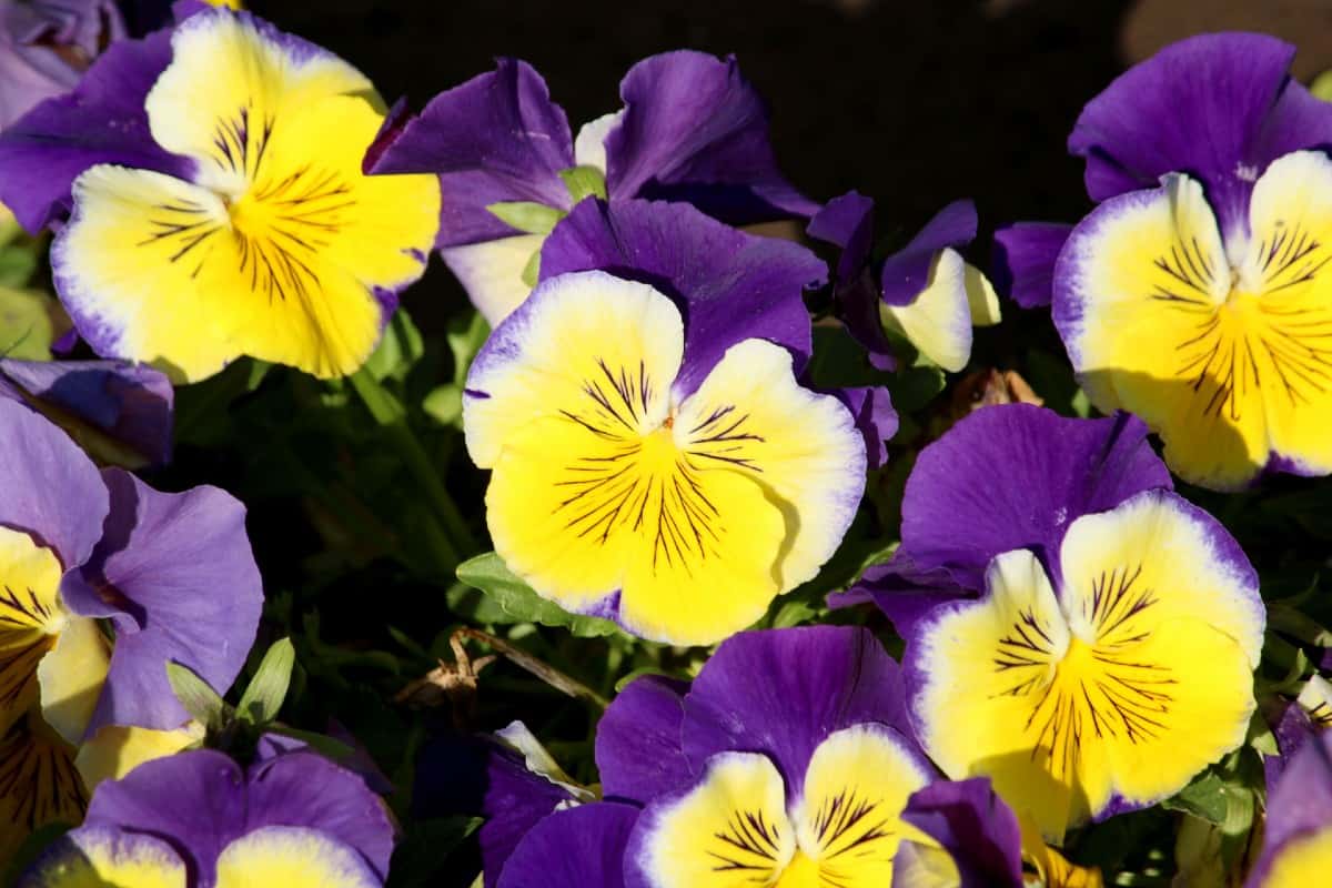 pansies are a favorite flower for hanging plants