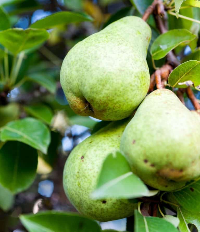 14 Easy-to-Grow Fruit Trees that Make Your Mouth Water