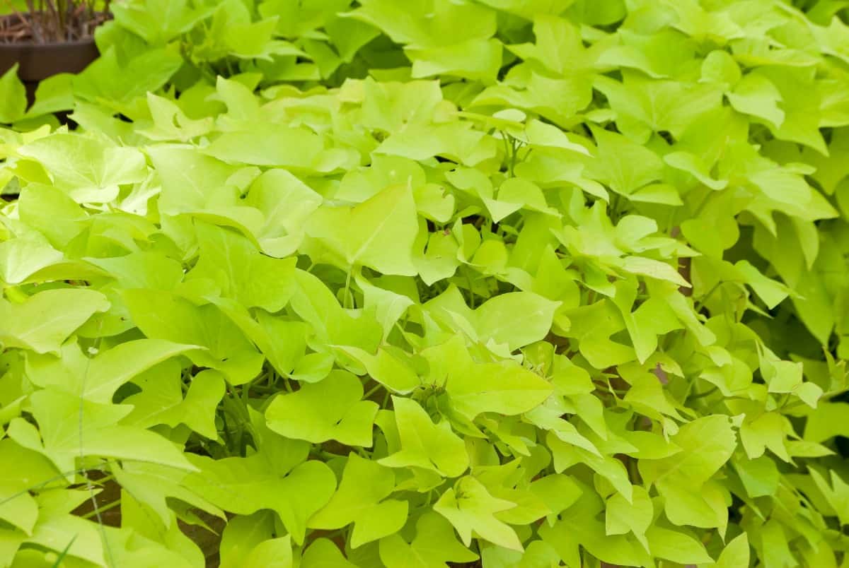 sweet potato vine is known for its foliage rather than its flowers