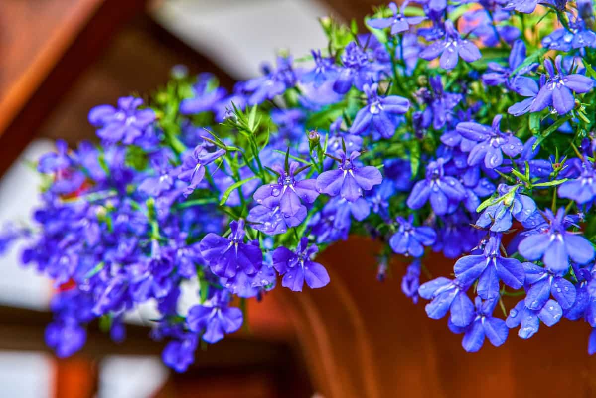 trailing lobelia needs a lot of water to thrive