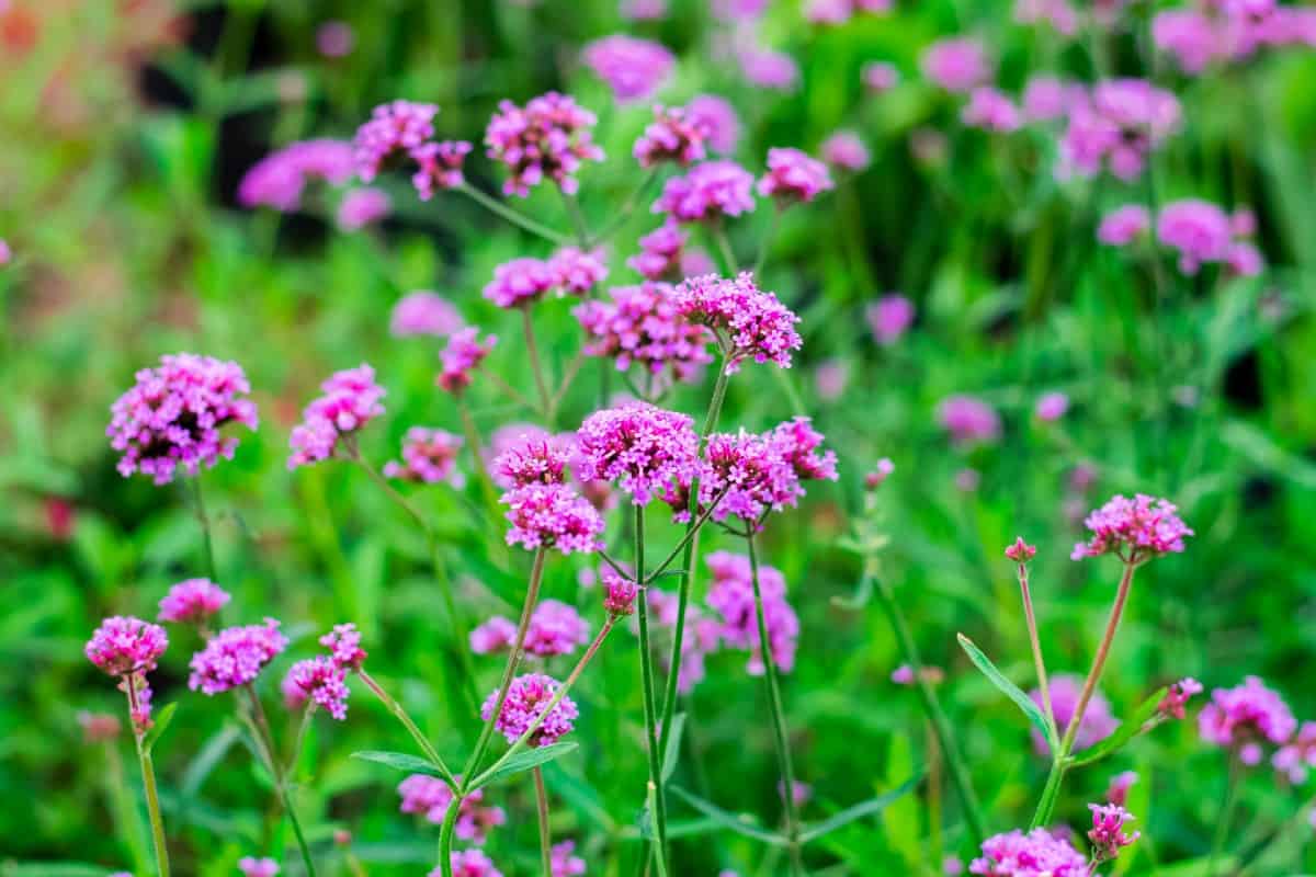 verbena is a popular and eye-catching flower