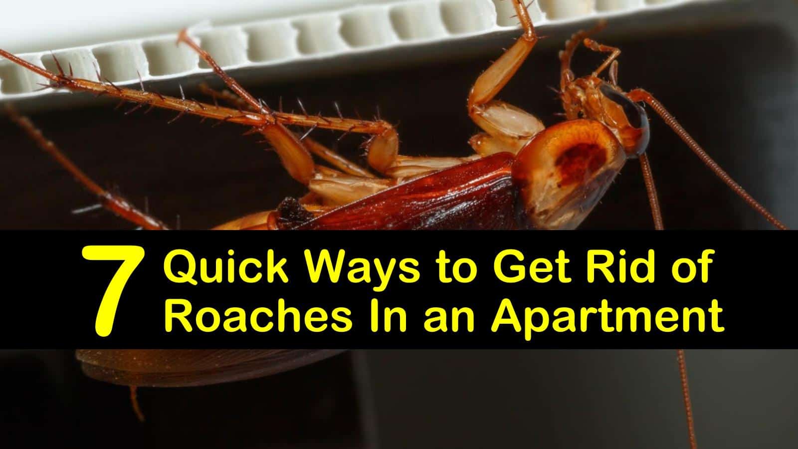 Best Way To Get Rid Of Roaches In An Apartment T1 