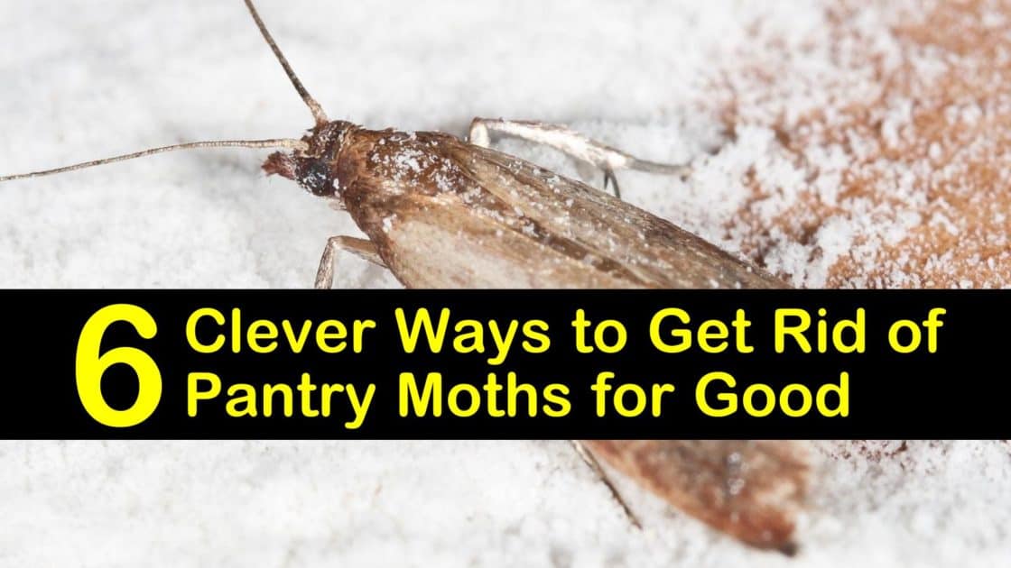 How to Get Rid of Pantry Moths