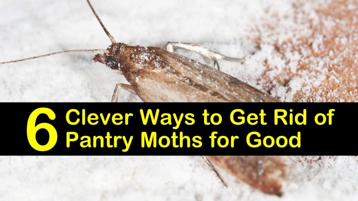 Get Rid of Pantry Moths in 3 Easy Steps